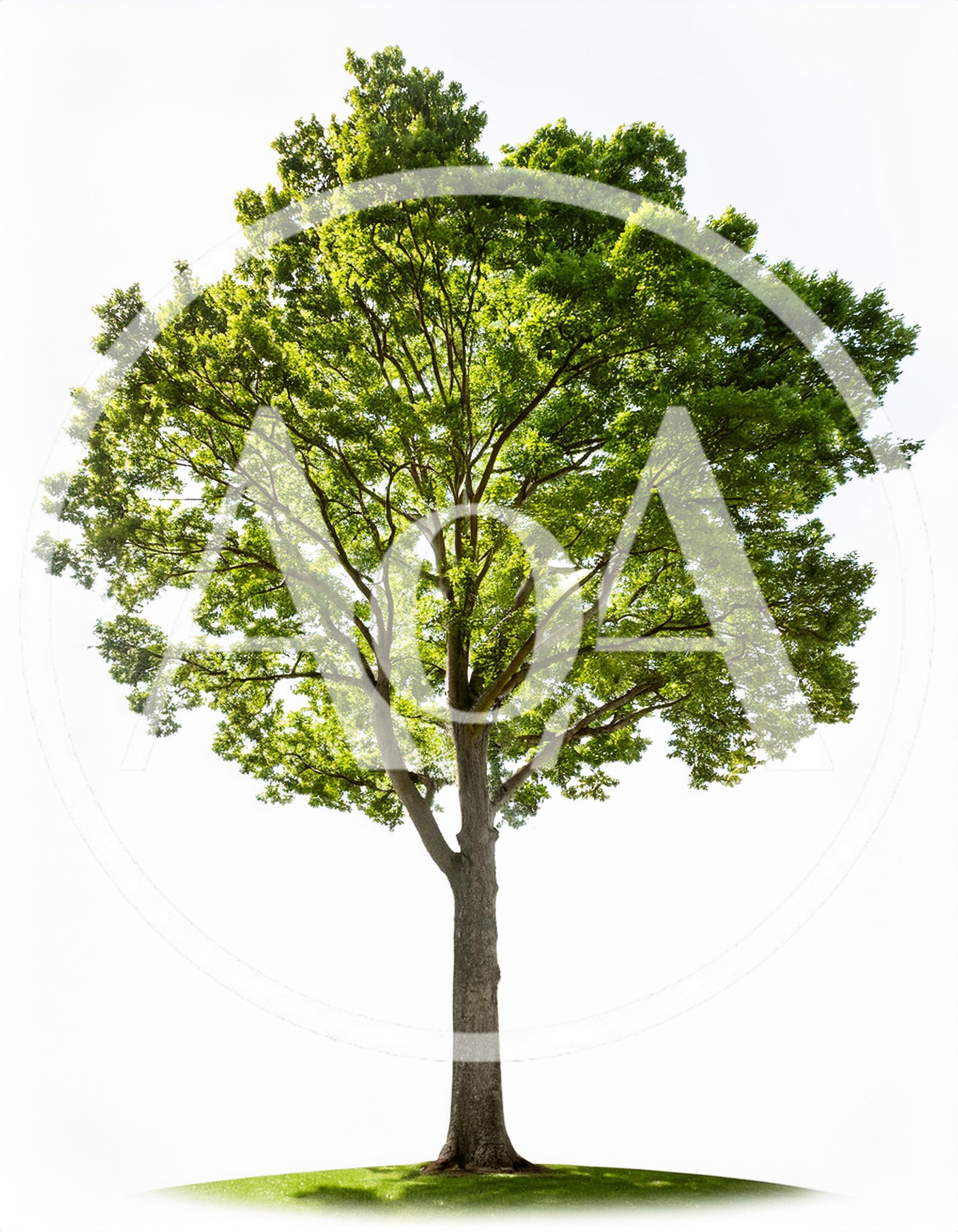 Large Deciduous Tree Isolated On White Background