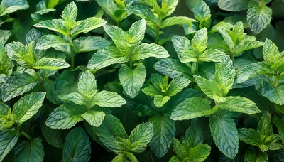 Fresh Green Mint Leaves Growing In A Garden