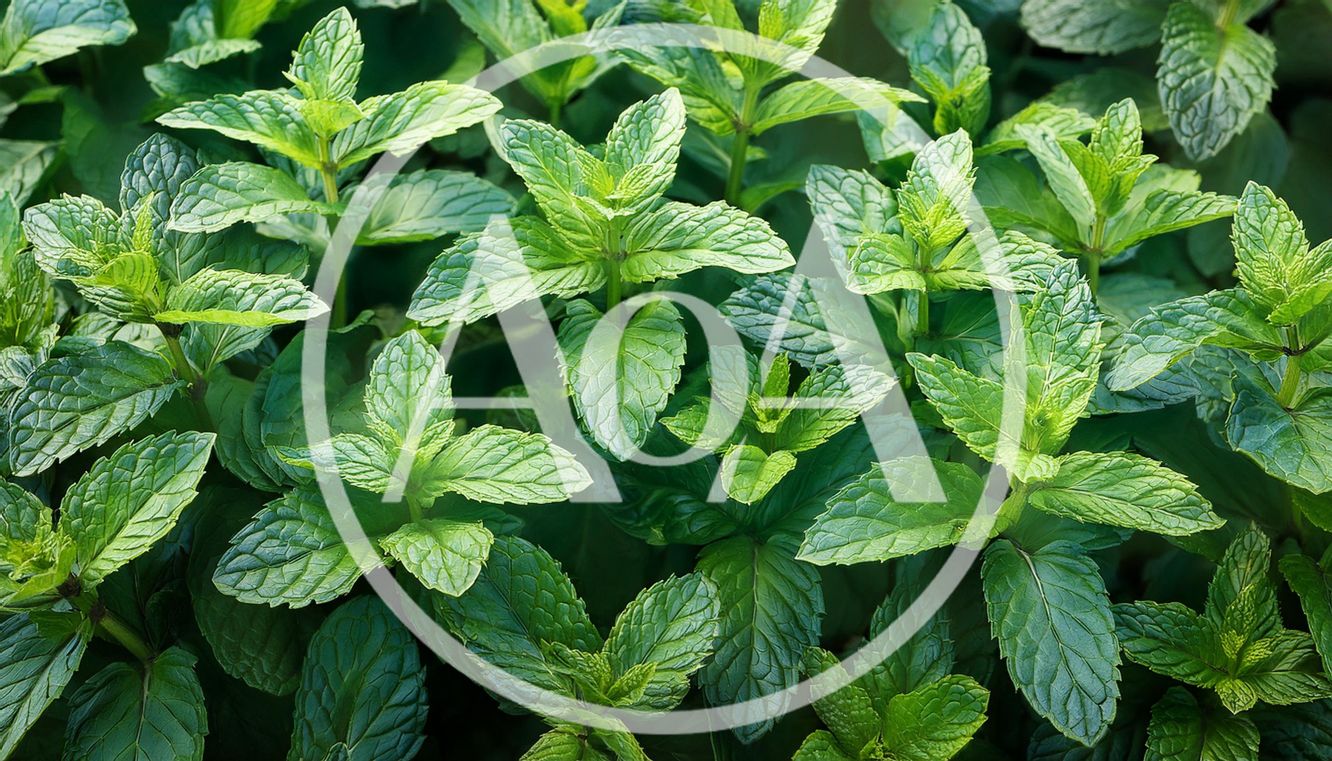 Fresh Green Mint Leaves Growing In A Garden