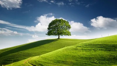 Solitary Oak Tree Standing On A Rolling Green Hill