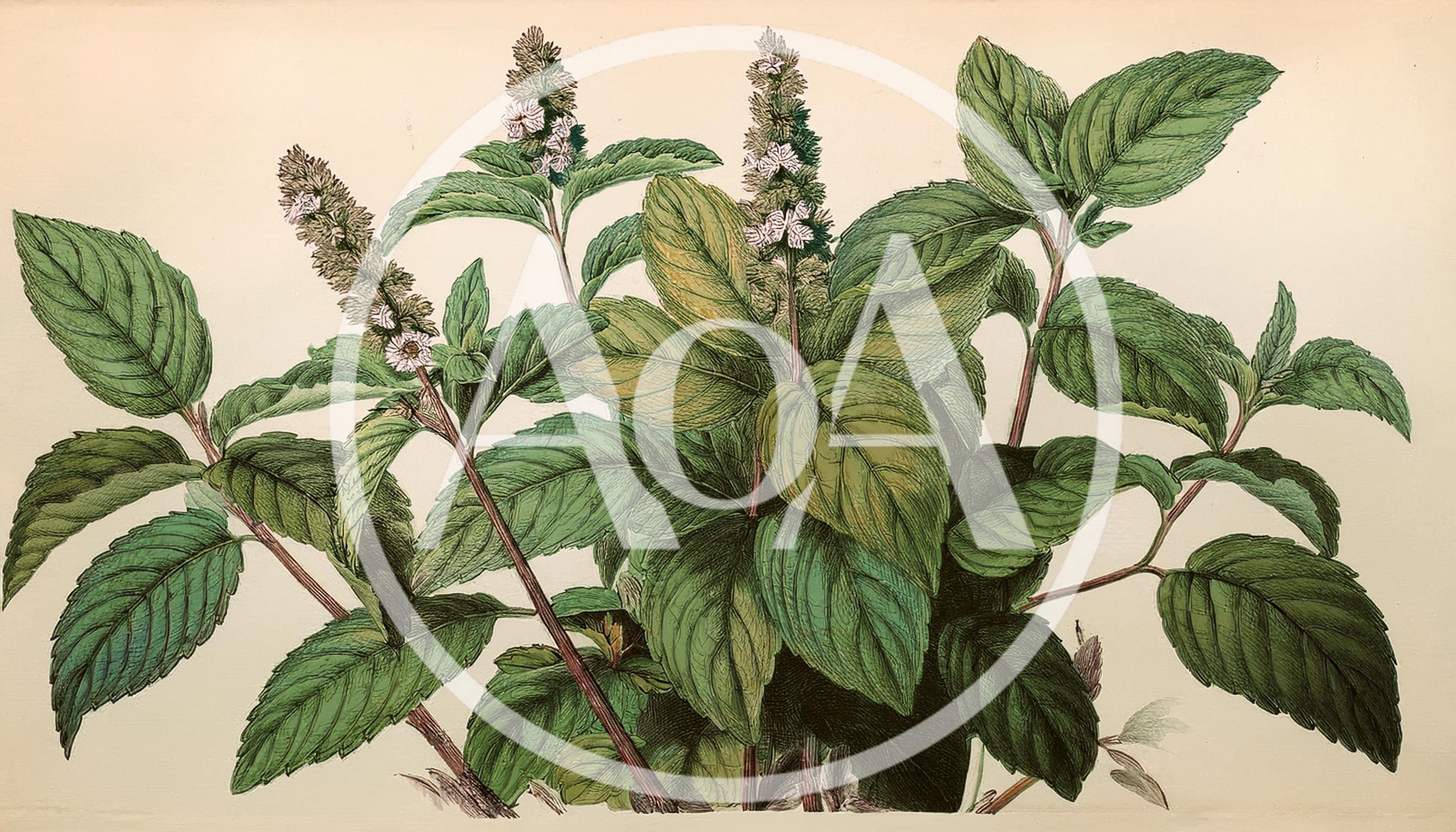 Botanical Illustration Of A Mint Plant