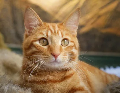 Portrait Of A Beautiful Orange Tabby Cat