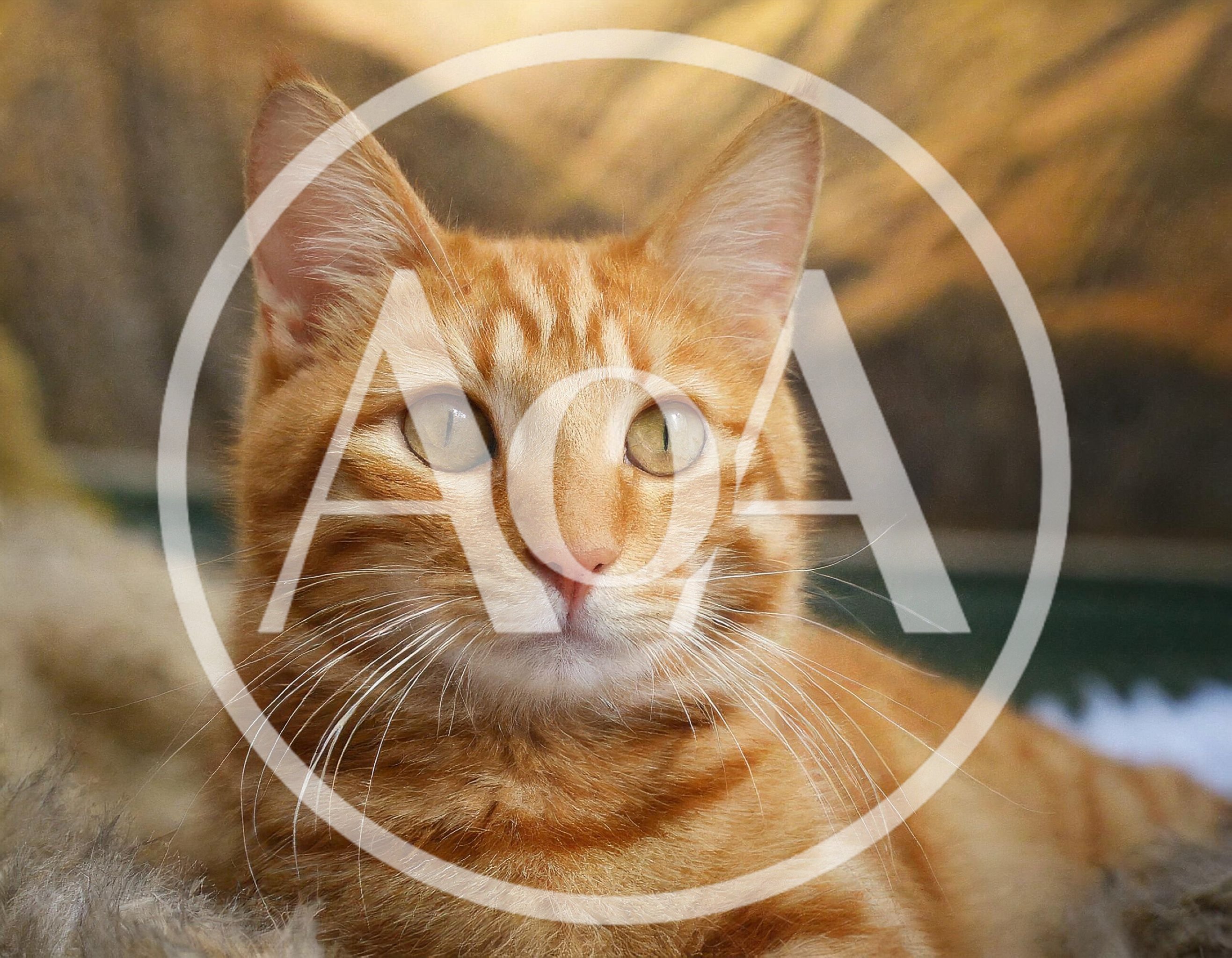 Portrait Of A Beautiful Orange Tabby Cat