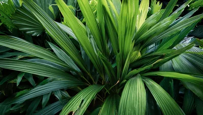 Lush Green Tropical Palm Leaves Background