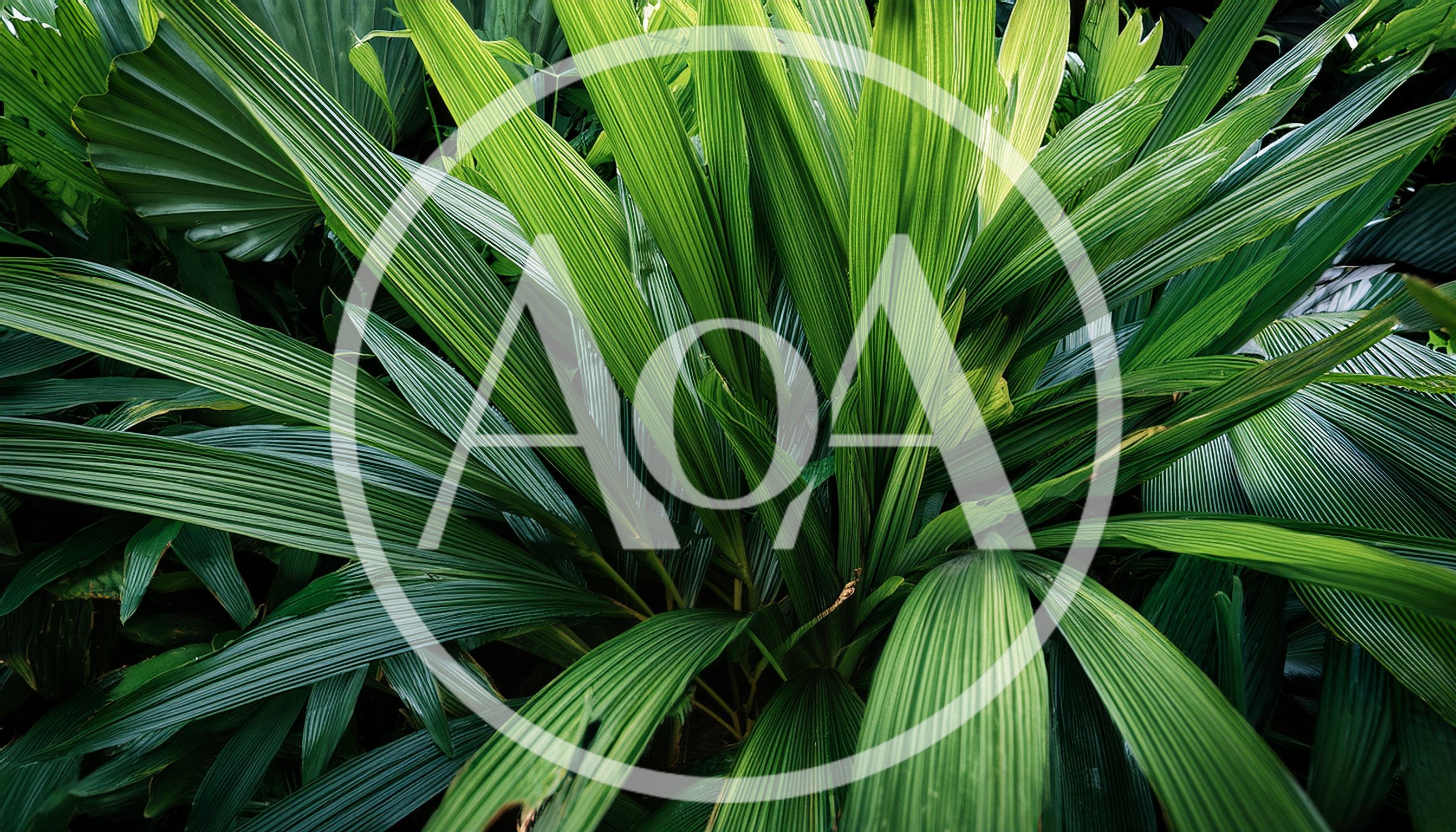 Lush Green Tropical Palm Leaves Background