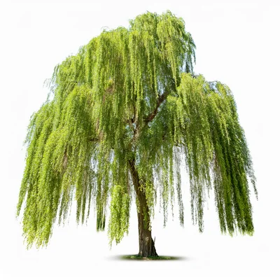 Majestic Weeping Willow Tree Isolated On White Background