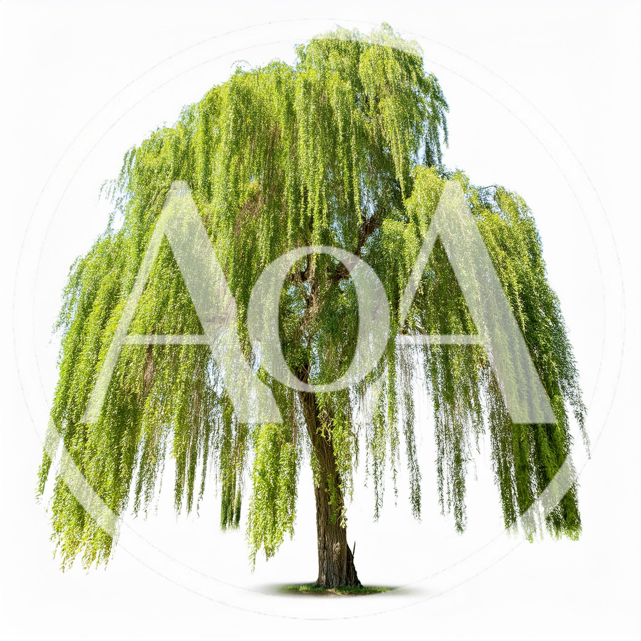 Majestic Weeping Willow Tree Isolated On White Background