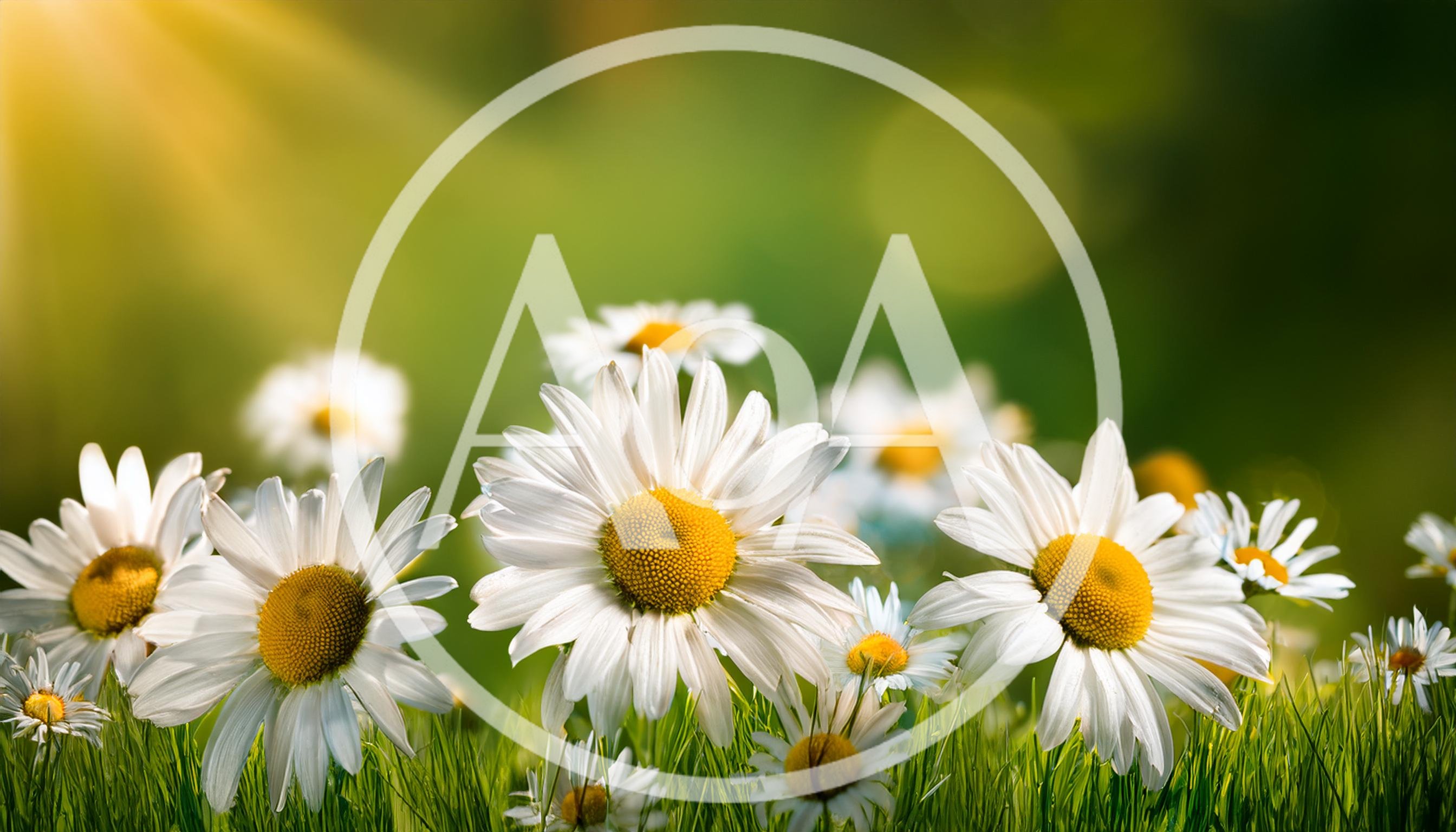 White Daisy Flowers Blooming In A Sunny Meadow