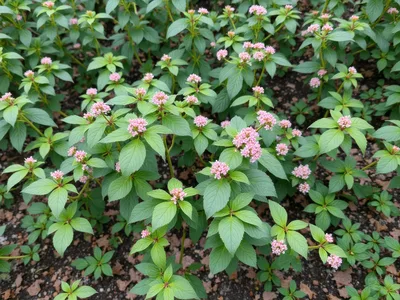 Pink Pentas Lanceolata Flowers Blooming In Garden