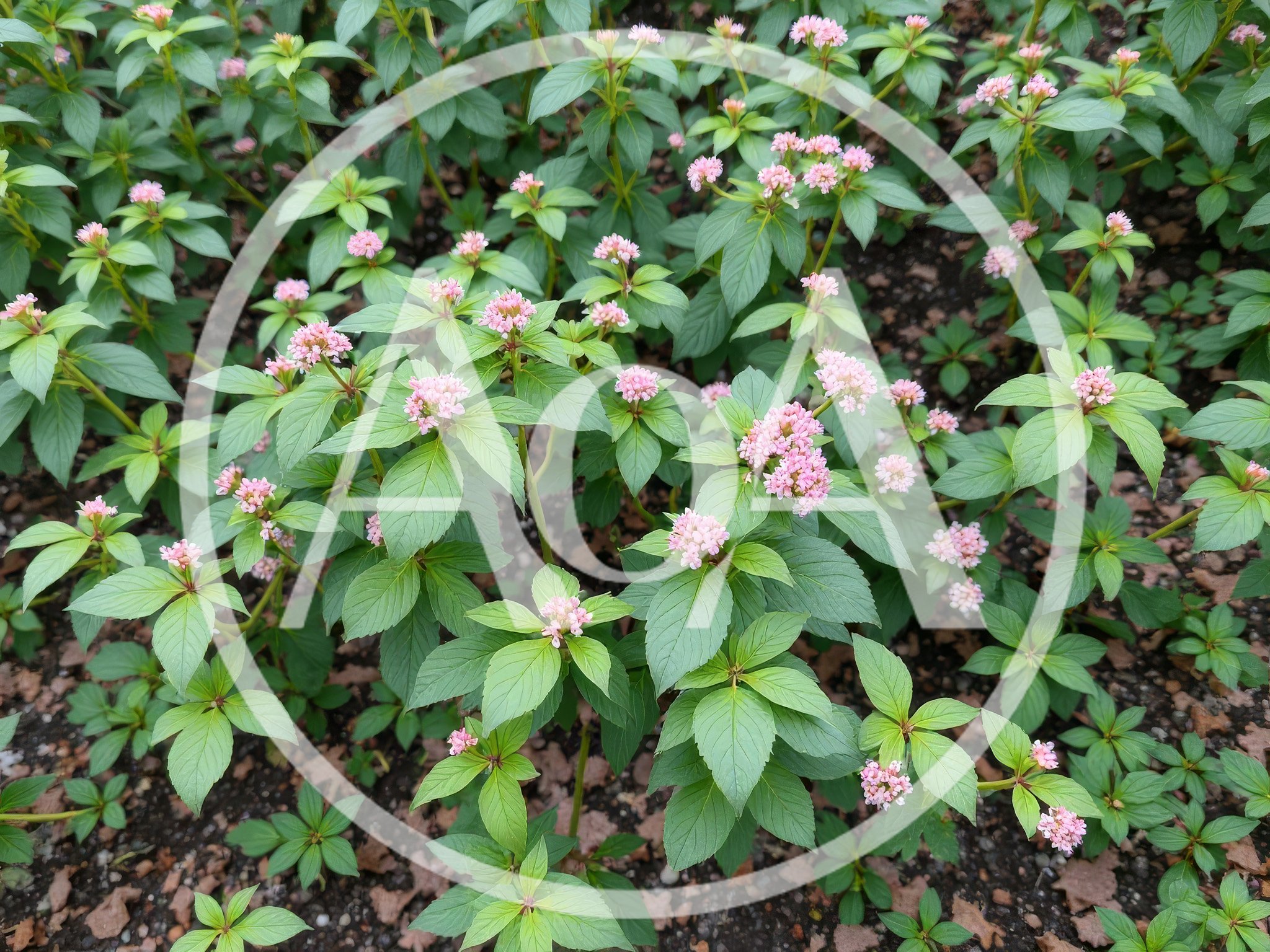 Pink Pentas Lanceolata Flowers Blooming In Garden