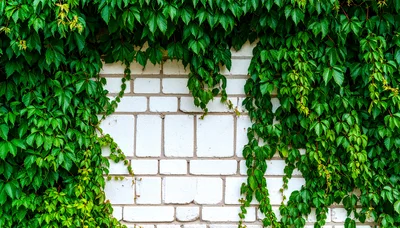 Green Ivy Leaves Growing On White Brick Wall