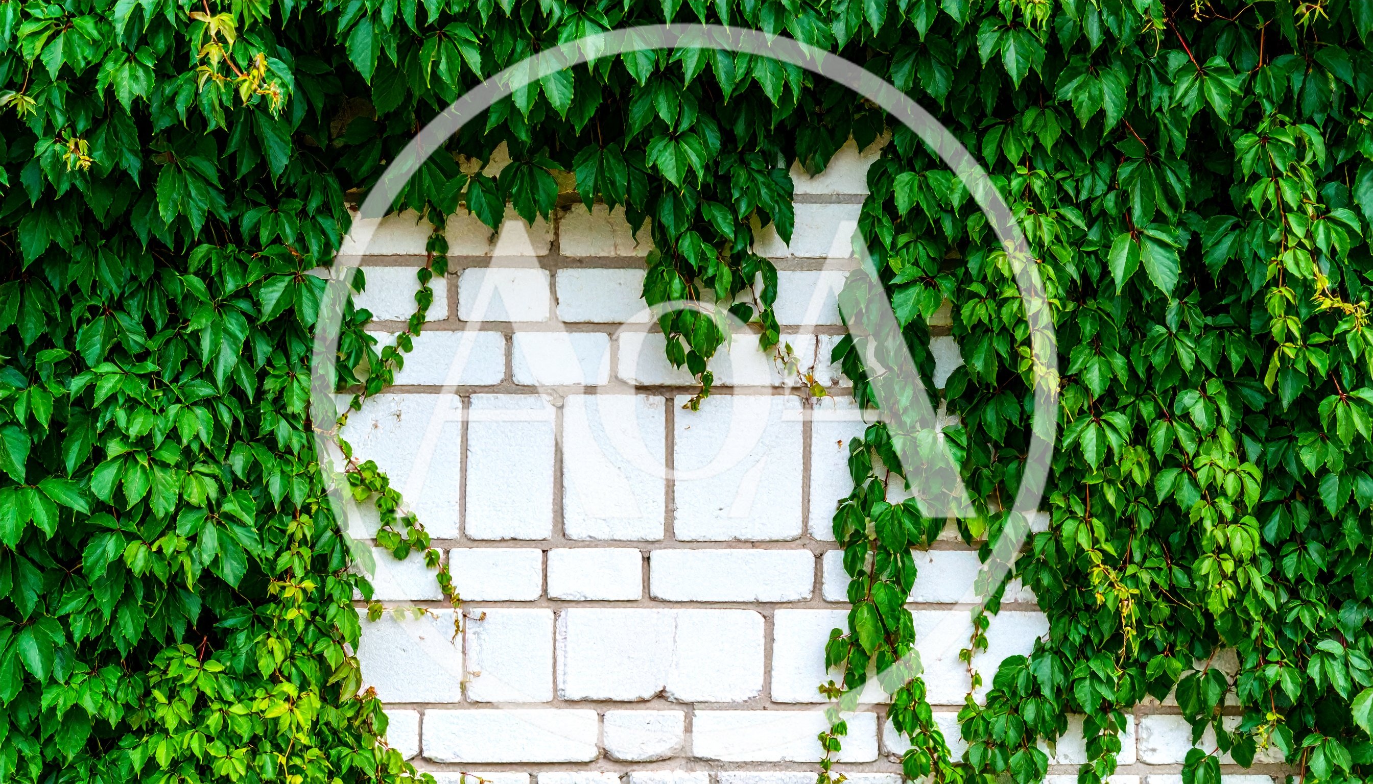 Green Ivy Leaves Growing On White Brick Wall