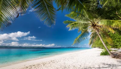 Tropical Beach With White Sand And Palm Trees
