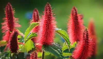 Vibrant Red Acalypha Hispida Flowers In Garden
