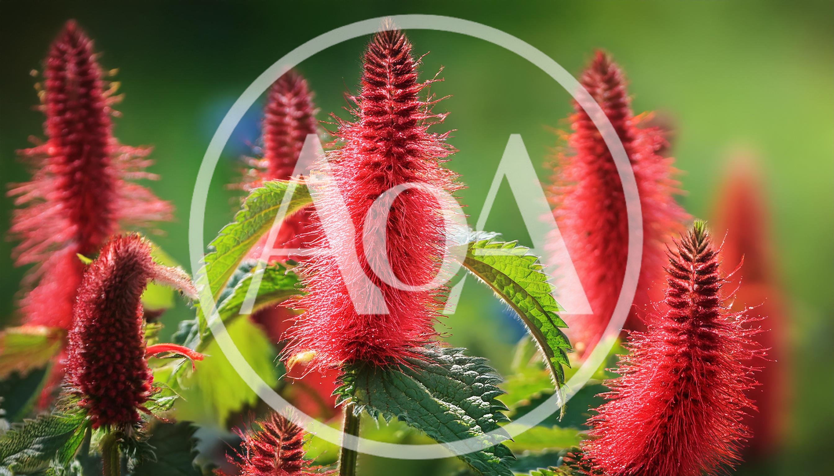 Vibrant Red Acalypha Hispida Flowers In Garden