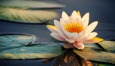 White Water Lily Blooming on Calm Pond Surface