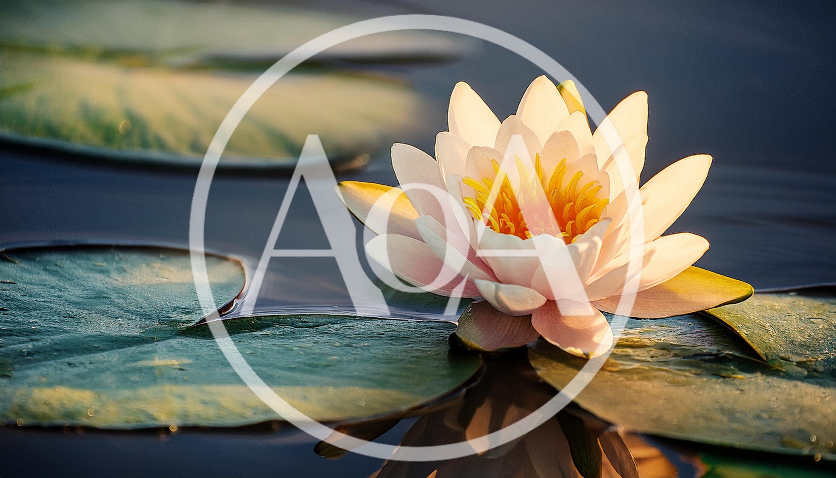 White Water Lily Blooming on Calm Pond Surface