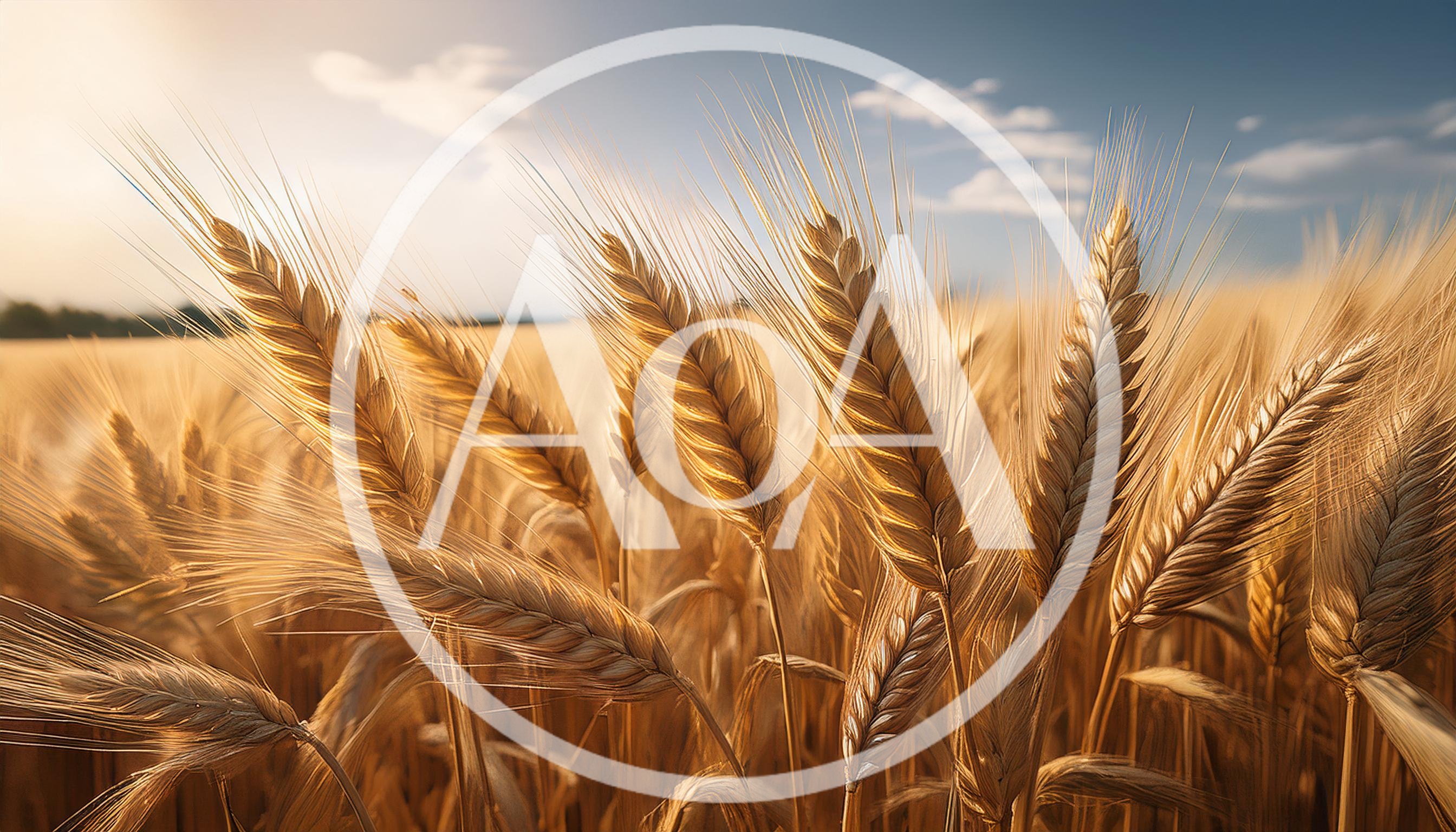 Golden Wheat Field Under A Sunny Blue Sky