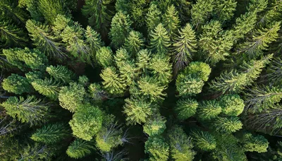 Aerial View Of Dense Coniferous Forest Canopy