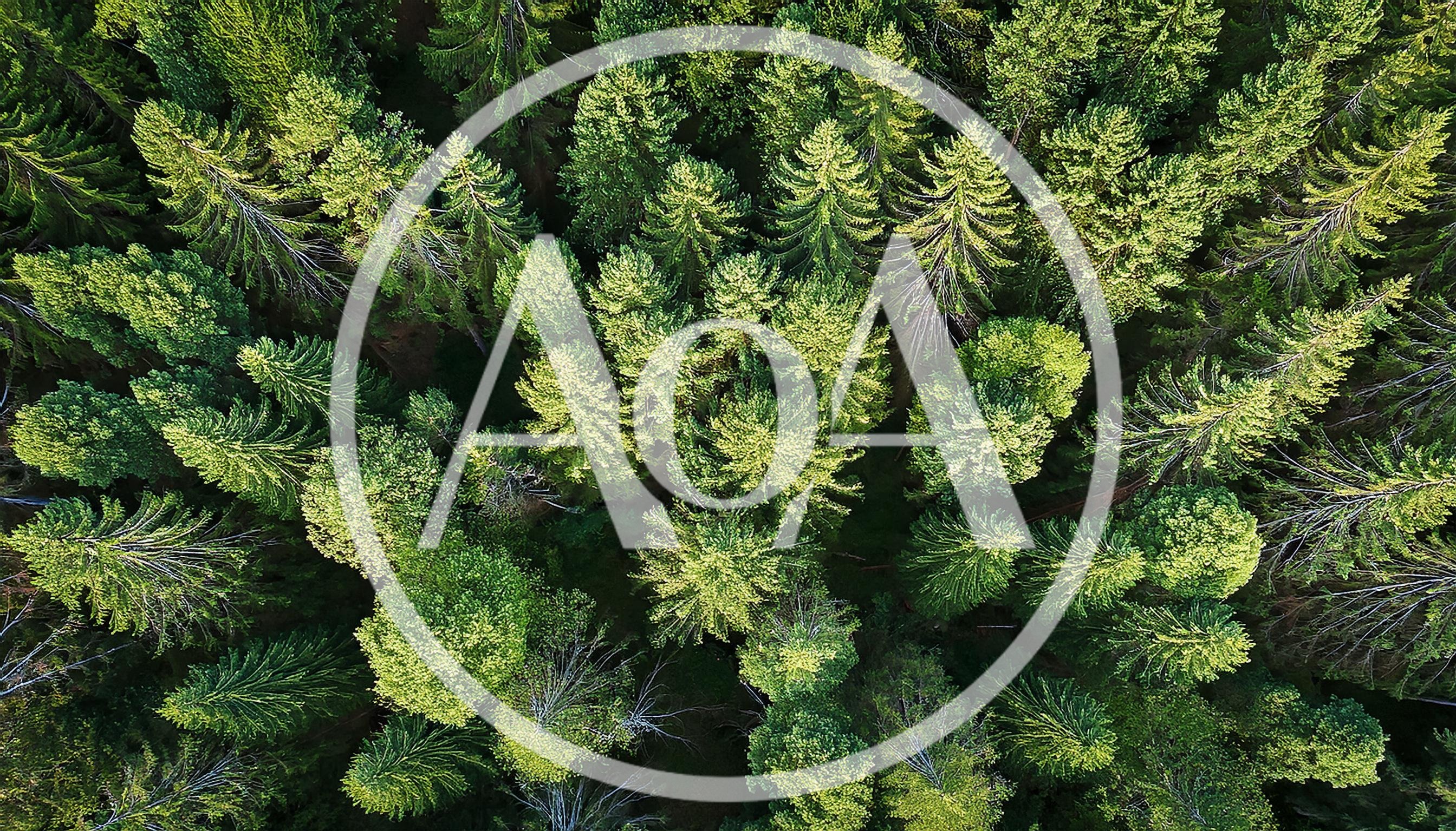 Aerial View Of Dense Coniferous Forest Canopy