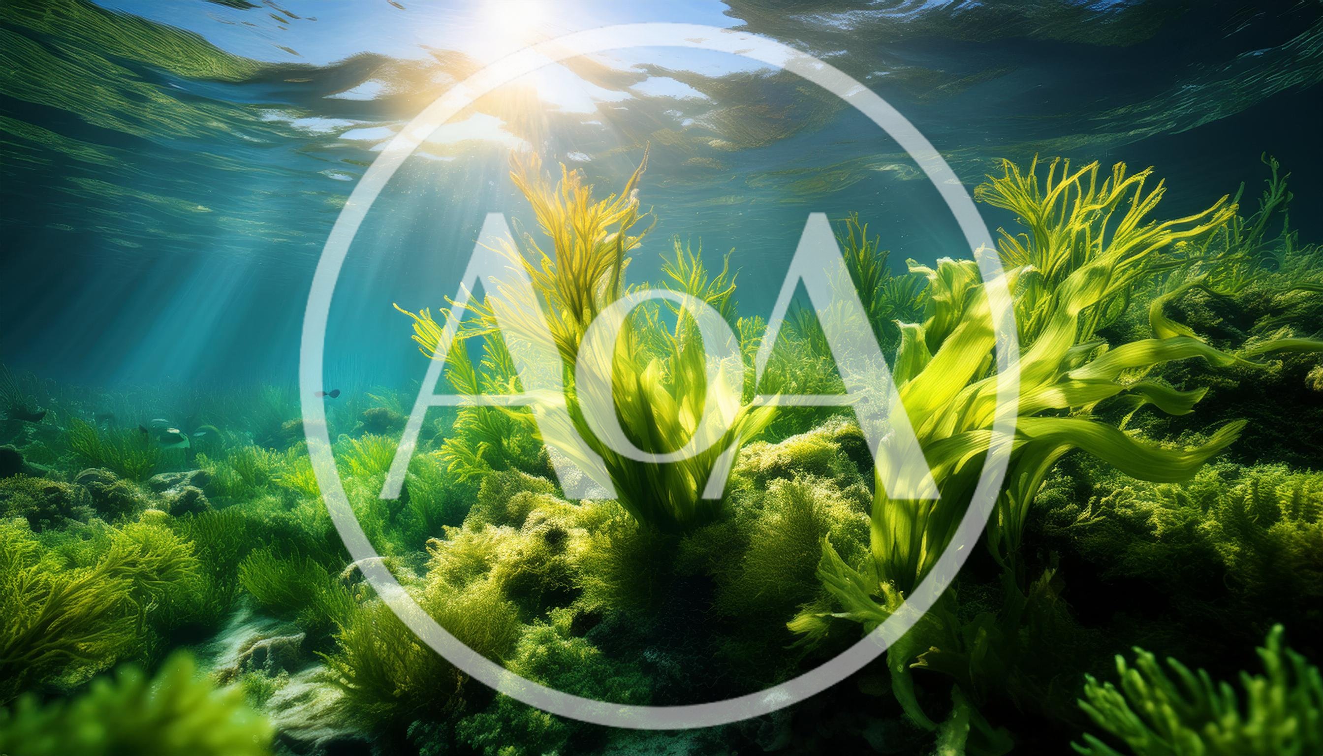 Vibrant Green Seaweed Swaying In Shallow Ocean Waters