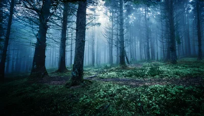Misty Forest Landscape With Tall Pine Trees
