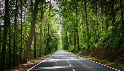 Empty Asphalt Road Through A Lush Green Forest