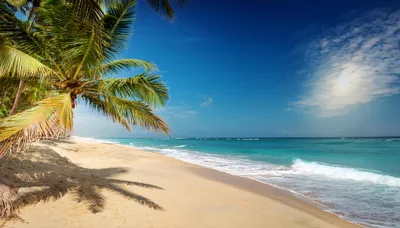 Tropical Beach Scene With Palm Tree And Turquoise Ocean