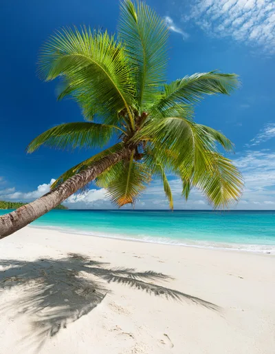 Leaning Palm Tree On A Tropical White Sand Beach