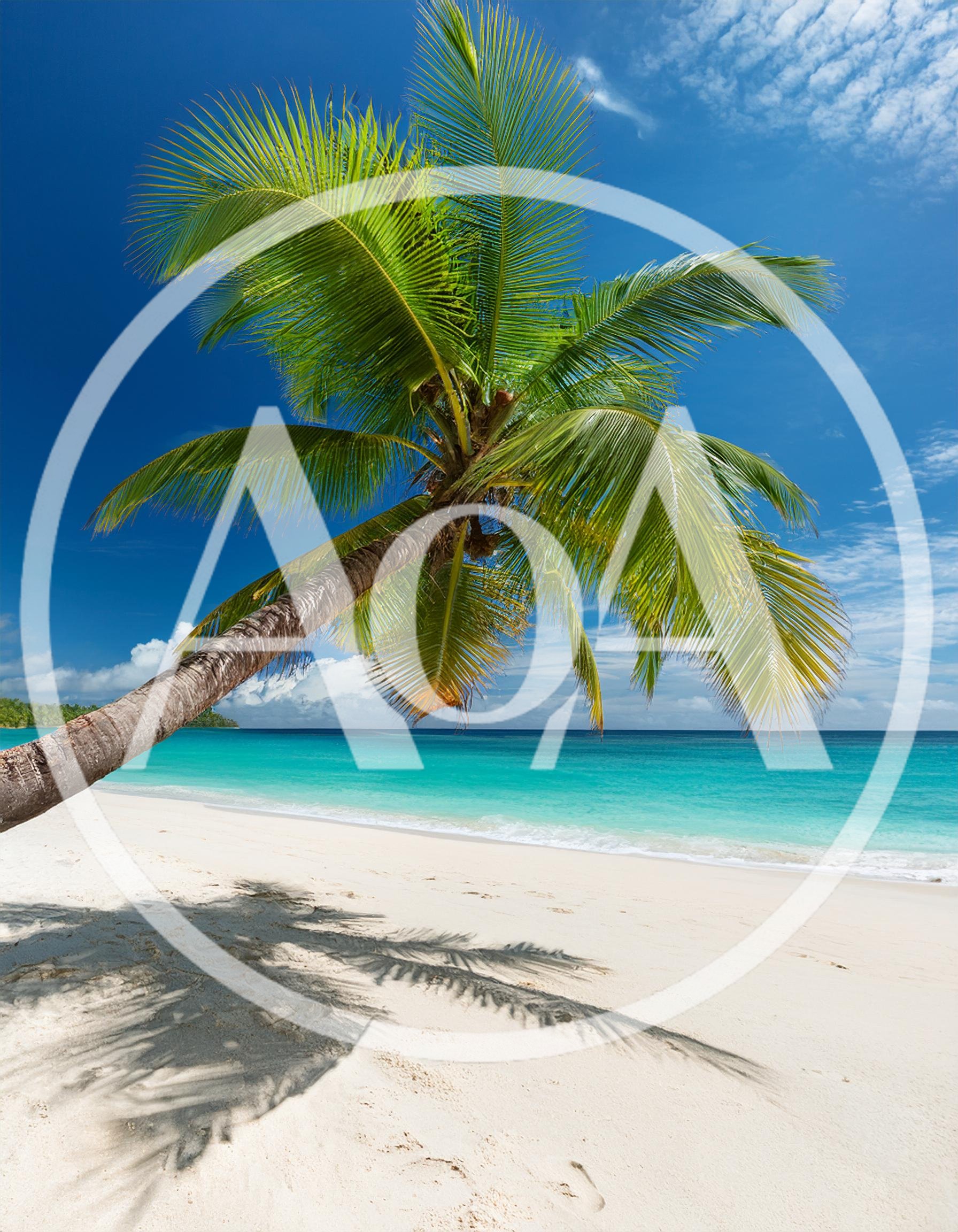 Leaning Palm Tree On A Tropical White Sand Beach