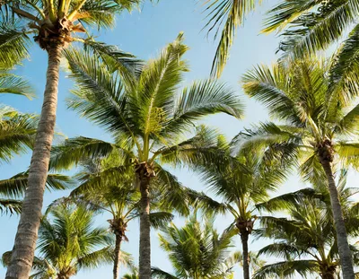 Low Angle View Of Tropical Palm Trees