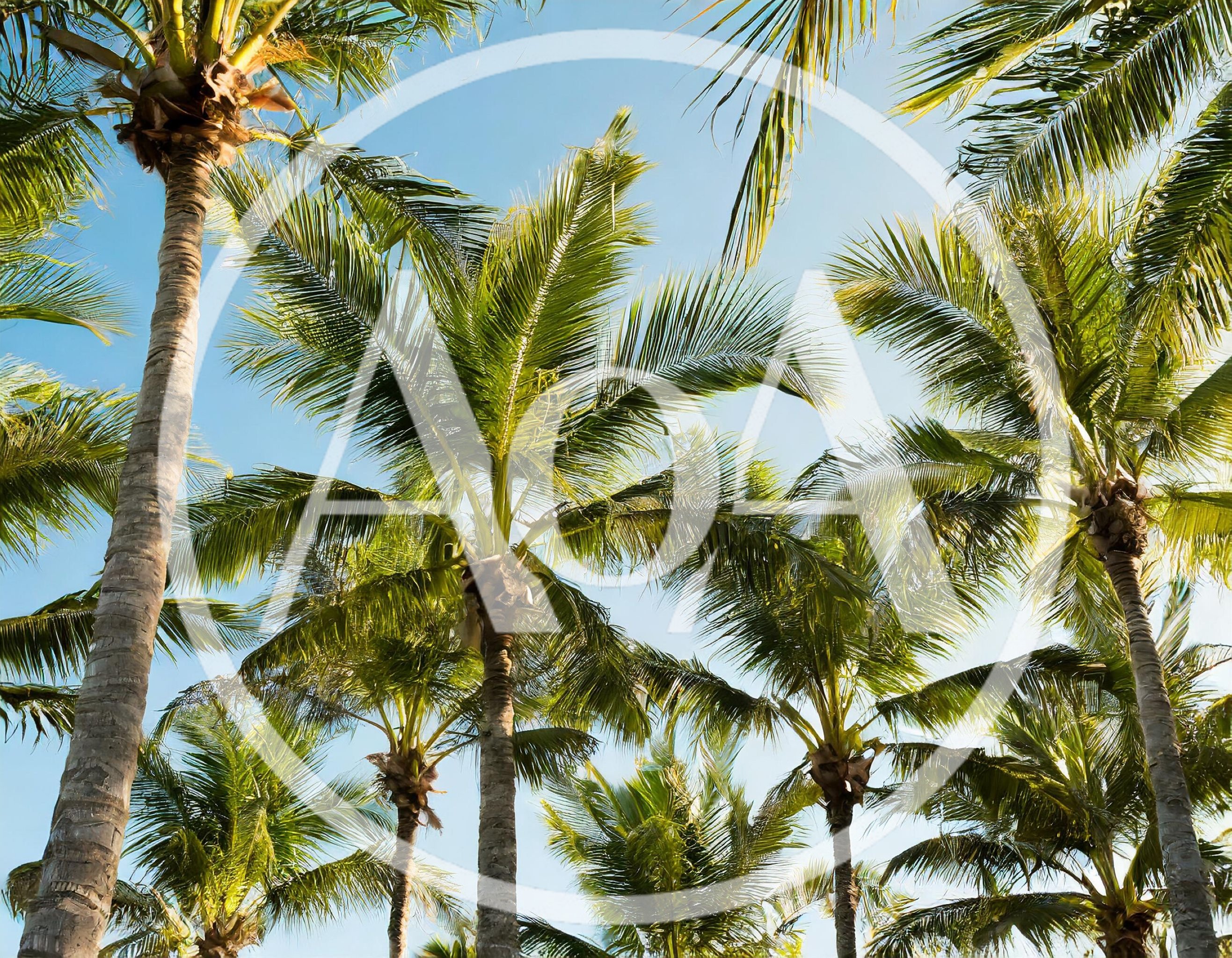 Low Angle View Of Tropical Palm Trees