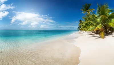 Panoramic View Of Tropical Beach With Palm Trees