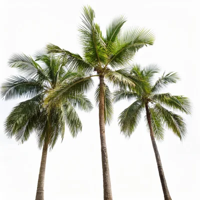 Three Tall Coconut Palm Trees Against White Background