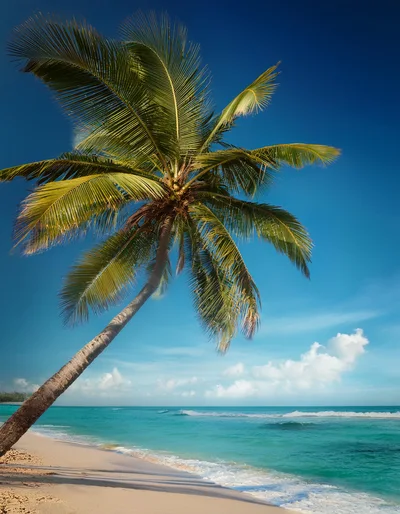 Leaning Coconut Palm Tree On Tropical Beach