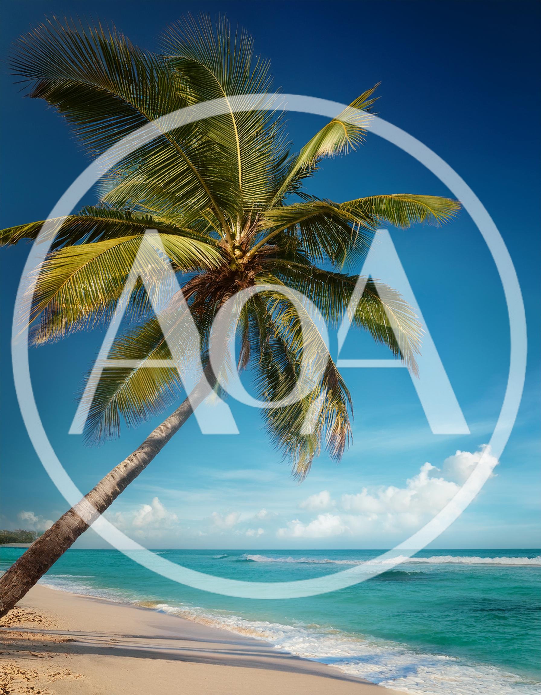 Leaning Coconut Palm Tree On Tropical Beach
