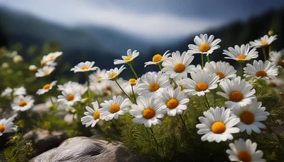White Daisy Flowers Blooming In Mountain Landscape