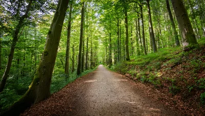 Dirt Path Through A Lush Green Forest