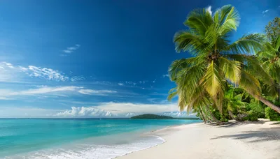 Tropical Beach Landscape With Palm Trees And Turquoise Water