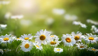 White Daisy Flowers Blooming In A Sunny Meadow