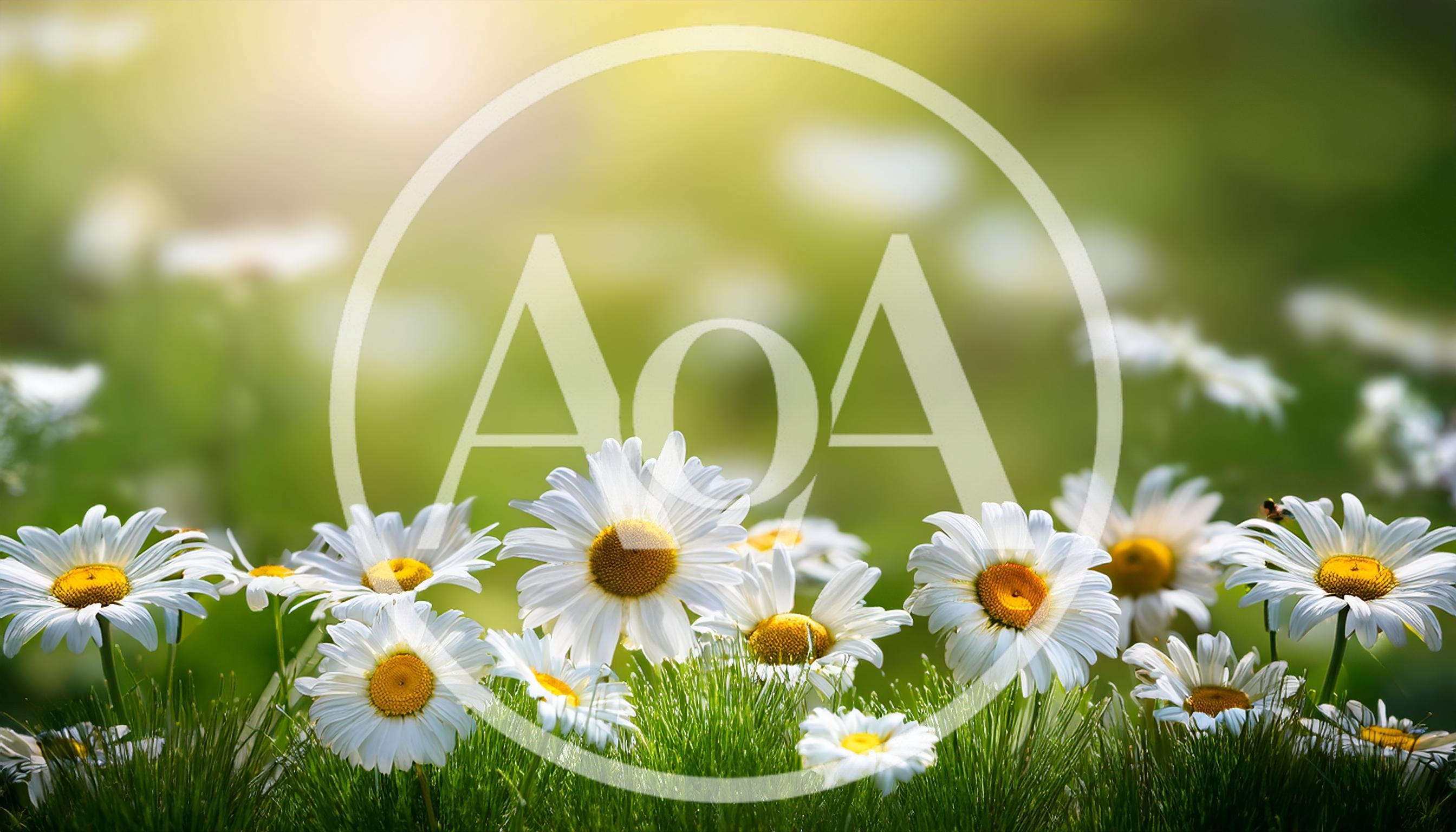 White Daisy Flowers Blooming In A Sunny Meadow