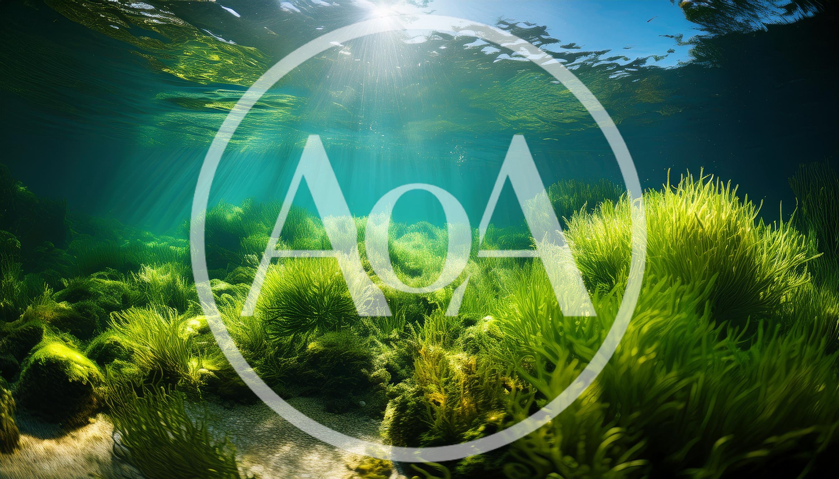 Sunlight Beams Through Underwater Green Seaweed Forest