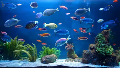 Diverse Tropical Fish Swimming In A Large Aquarium
