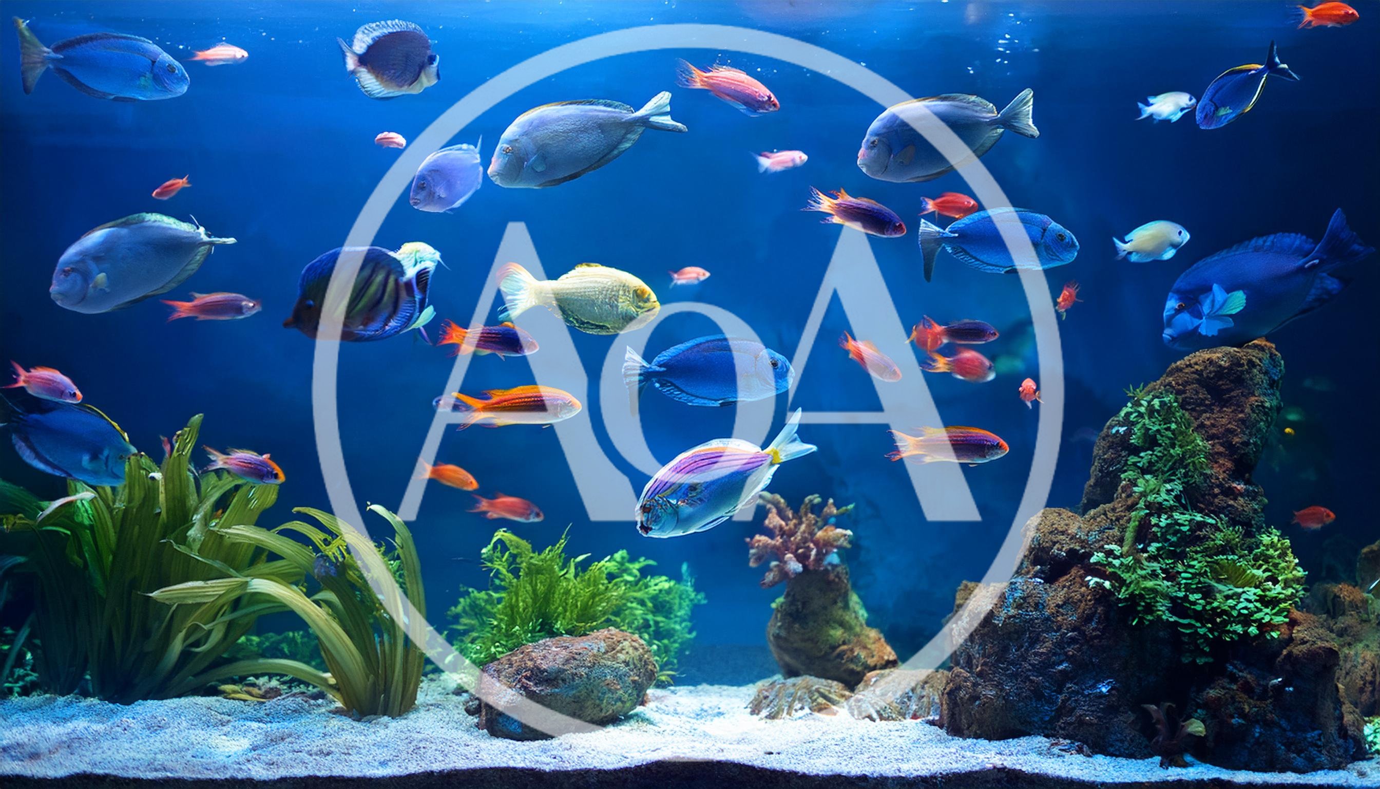 Diverse Tropical Fish Swimming In A Large Aquarium