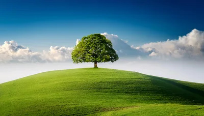 Solitary Oak Tree On A Rolling Green Hill