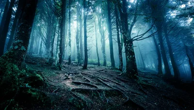 Misty Forest Landscape With Exposed Tree Roots