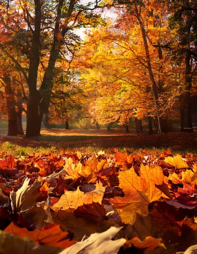 Golden Autumn Leaves Covering The Forest Floor