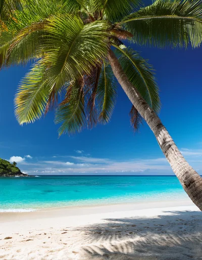 Tropical Palm Tree Overlooking Turquoise Ocean Beach