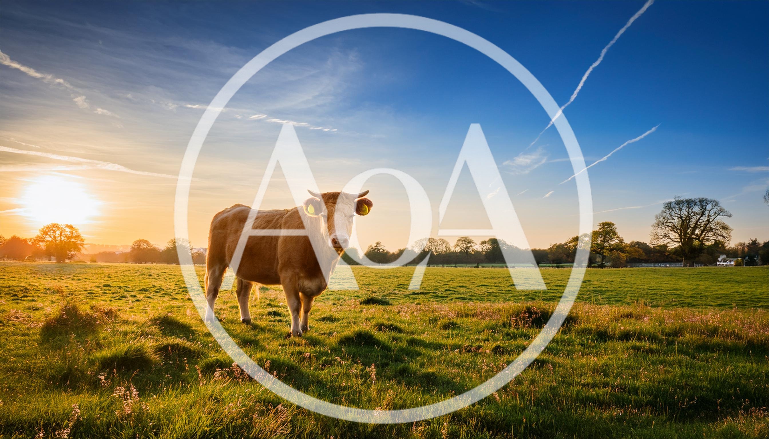 Brown Cow Standing In A Sunny Meadow