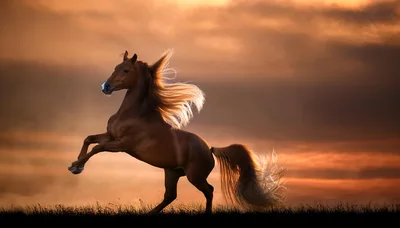 Majestic Chestnut Horse Rearing Against A Golden Sunset